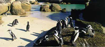 mainpic_penguin - Suntours SA